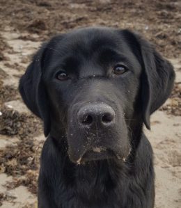 Aktuelle Fotos von Finnick und Anton (F-Wurf)